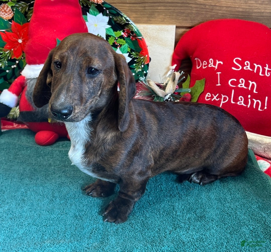 Dachshund dogs for sale: Tiger - Ad 1