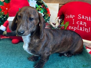 Dachshund dogs Tiger - Ad 15