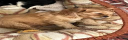 Cavalier King Charles Spaniel dogs for sale: Milo - Ad 9