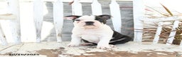 Boston Terrier dogs for sale: Naveen - Ad 5