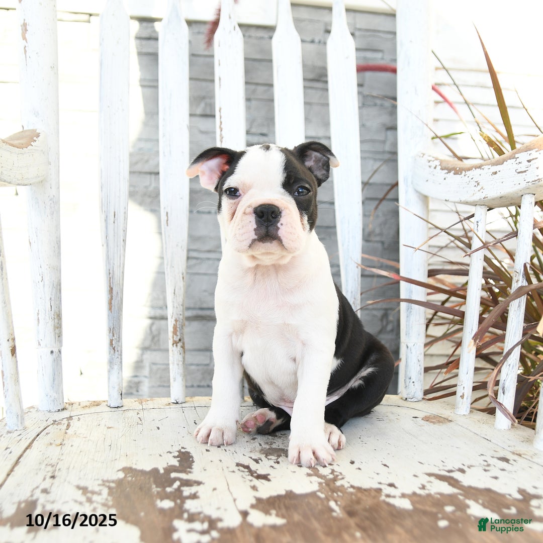 Boston Terrier dogs for sale: Naveen - Ad 5