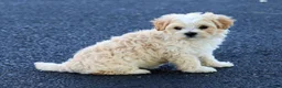Maltipoo dogs for sale: Angie - Ad 6