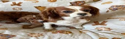 Cavapoo dogs for sale: Mora - Ad 2