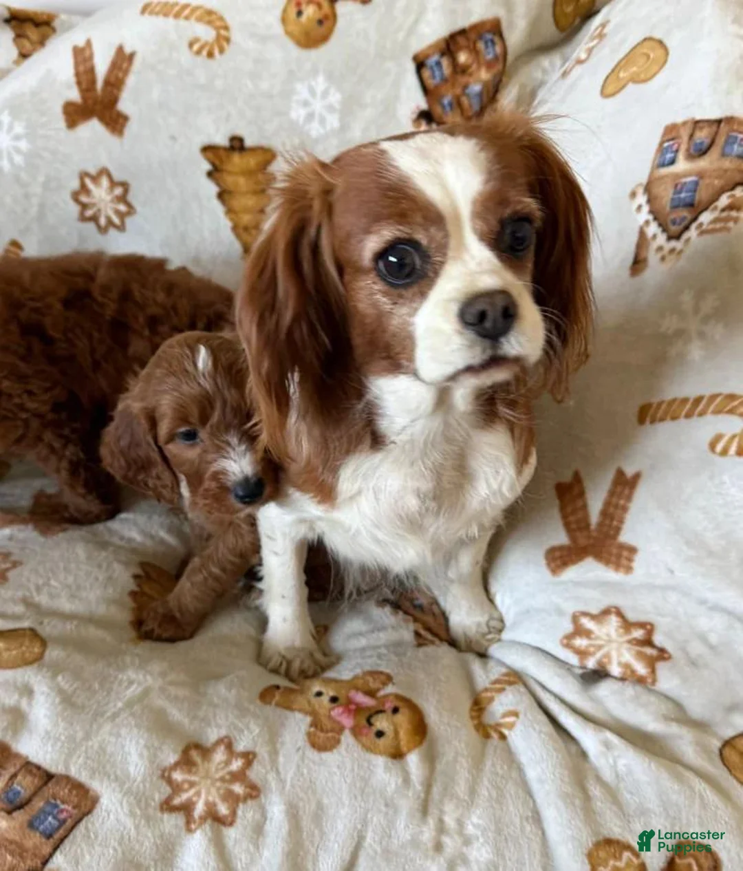 Cavapoo dogs for sale: Mora - Ad 2