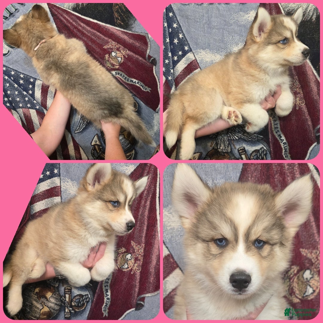 Siberian Husky dogs Pink - Ad 16