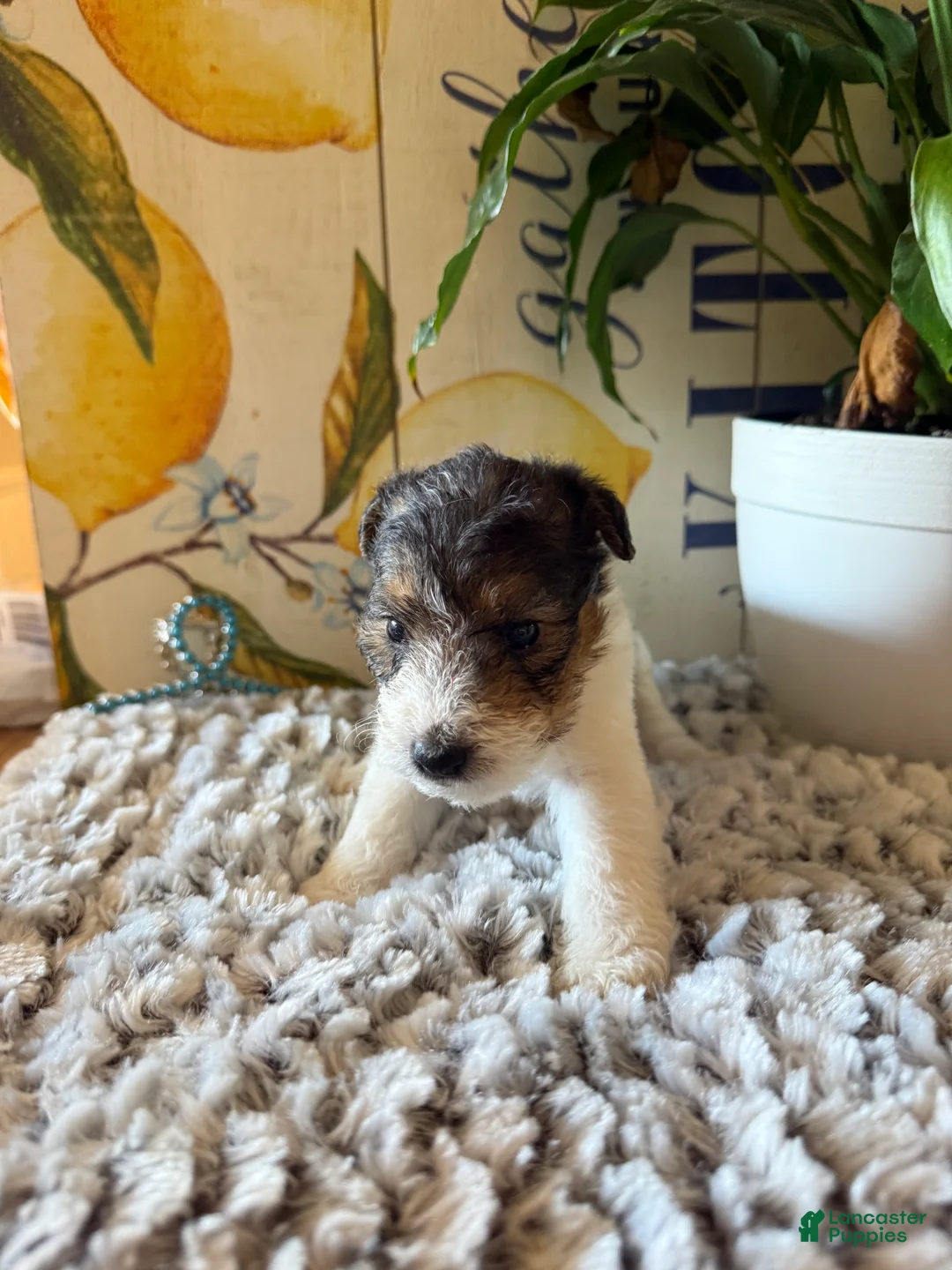 Wire Fox Terrier dogs for sale: Clawhauser - Ad 1
