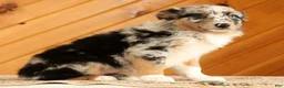 Australian Shepherd dogs for sale: Barbara - Ad 5
