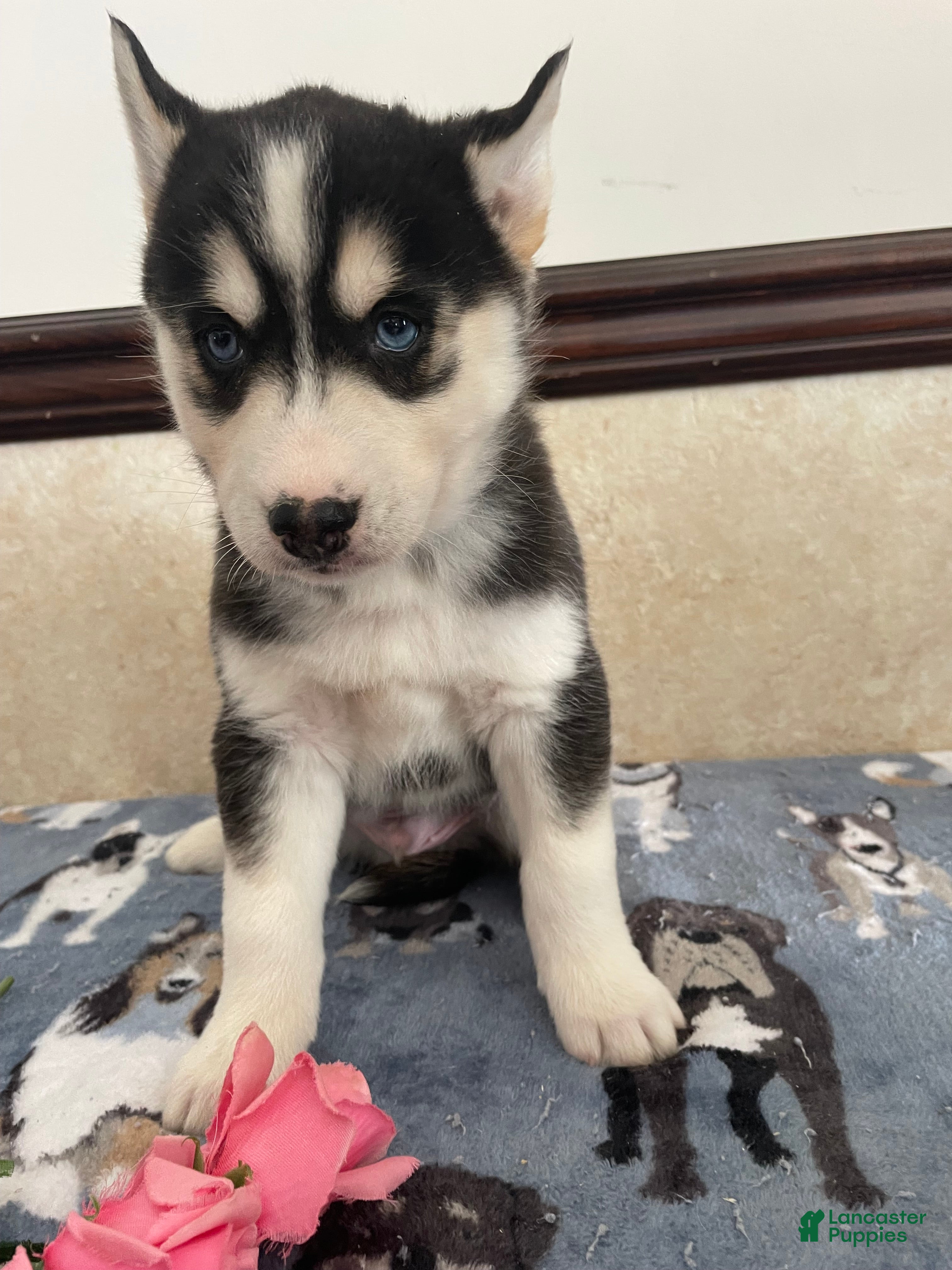 Pomsky dogs Joey - Ad 33