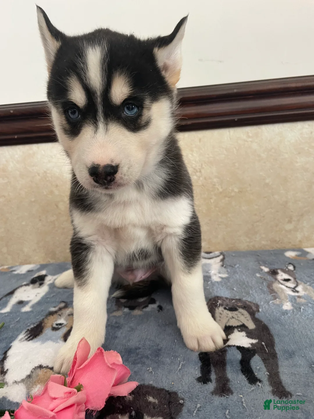 Pomsky dogs for sale: Joey - Ad 4