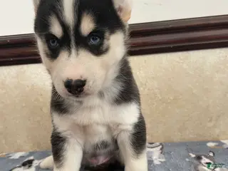 Pomsky dogs Joey - Ad 12