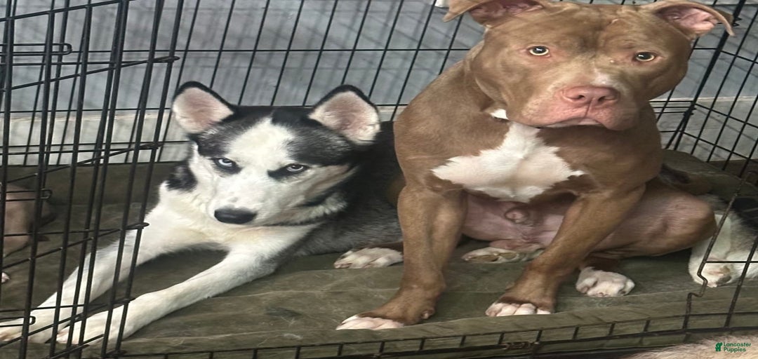 Gallery Image {{count}}