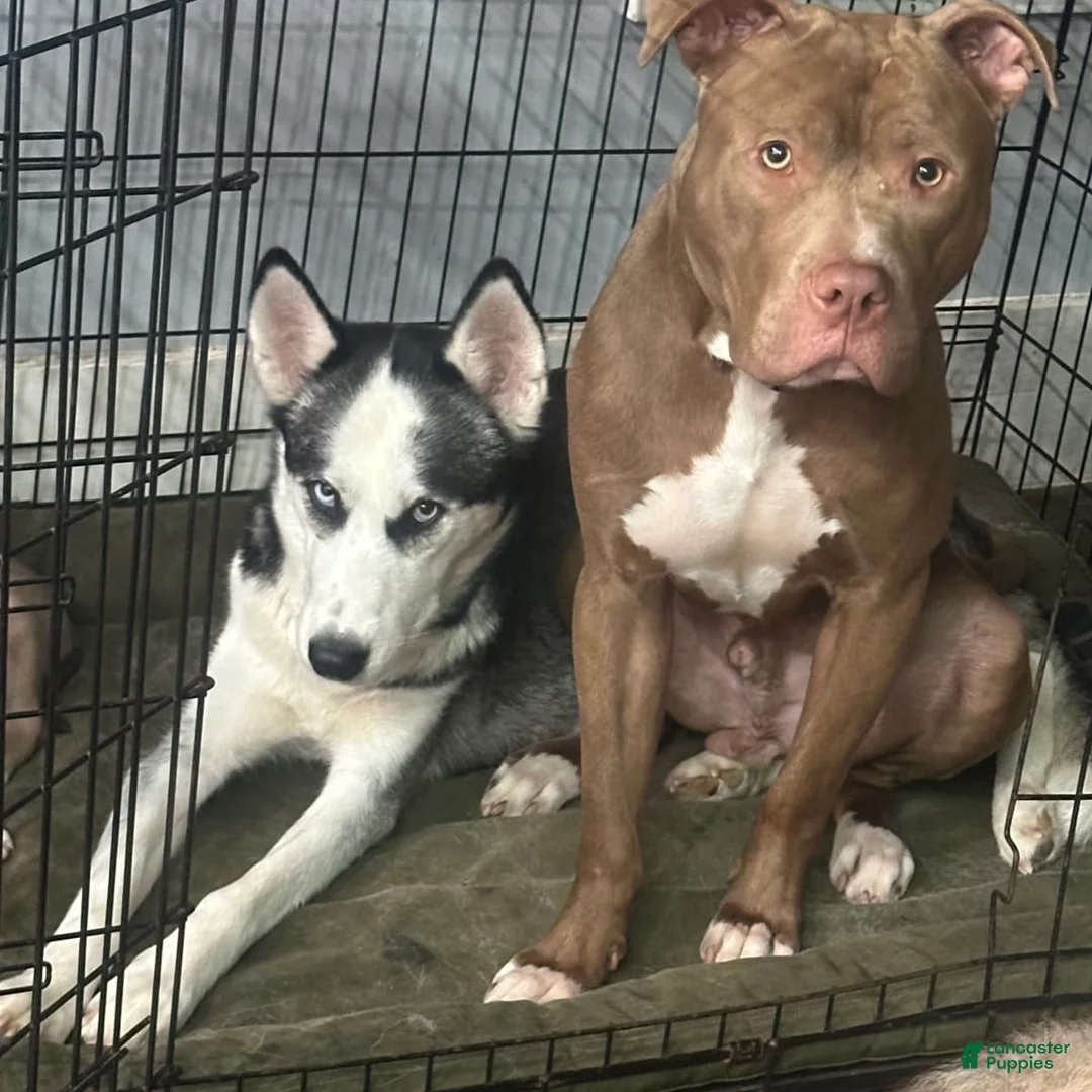 Gallery Image {{count}}