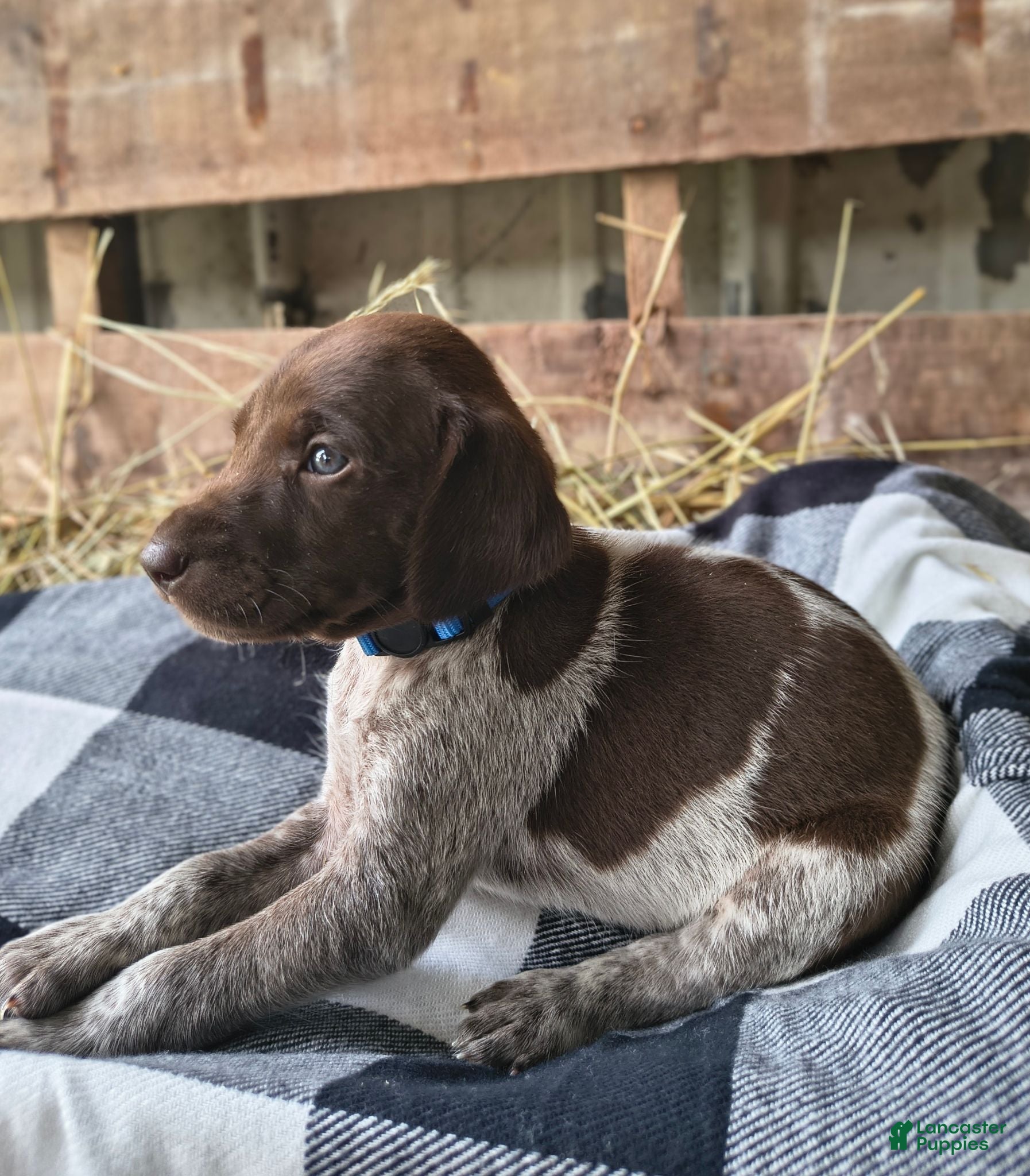 German Shorthaired Pointer dogs Judge - Ad 1
