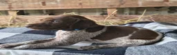 German Shorthaired Pointer dogs for sale: Judge - Ad 1