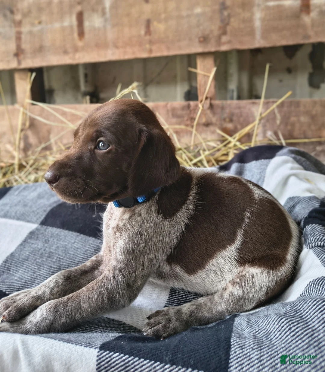 German Shorthaired Pointer dogs for sale: Judge - Ad 1