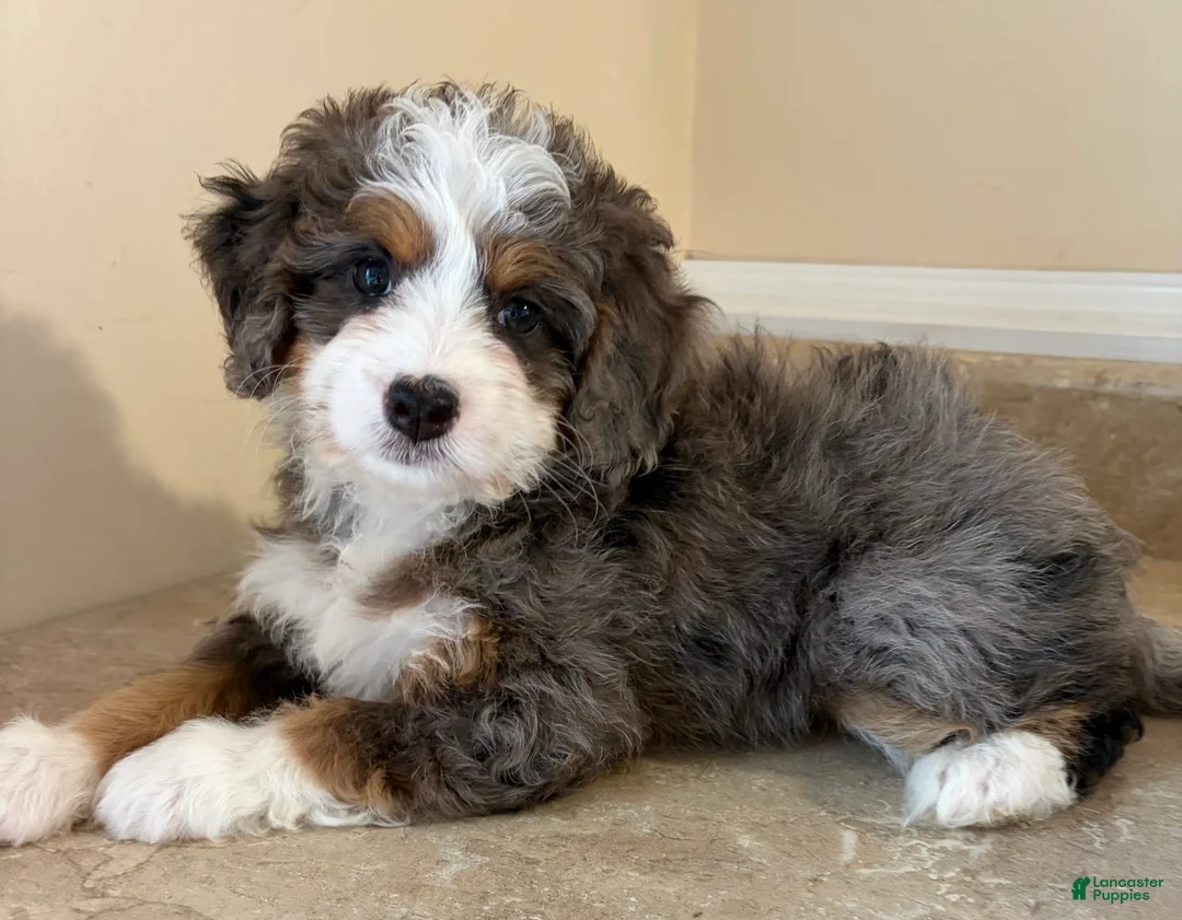 Mini Bernedoodle dogs for sale: 💚IN BOSTON MASSACHUSETTS AREA💚TINY BLUE MERLE TRI COLOR💚MINI BERNEDOODLE💚 - Ad 4