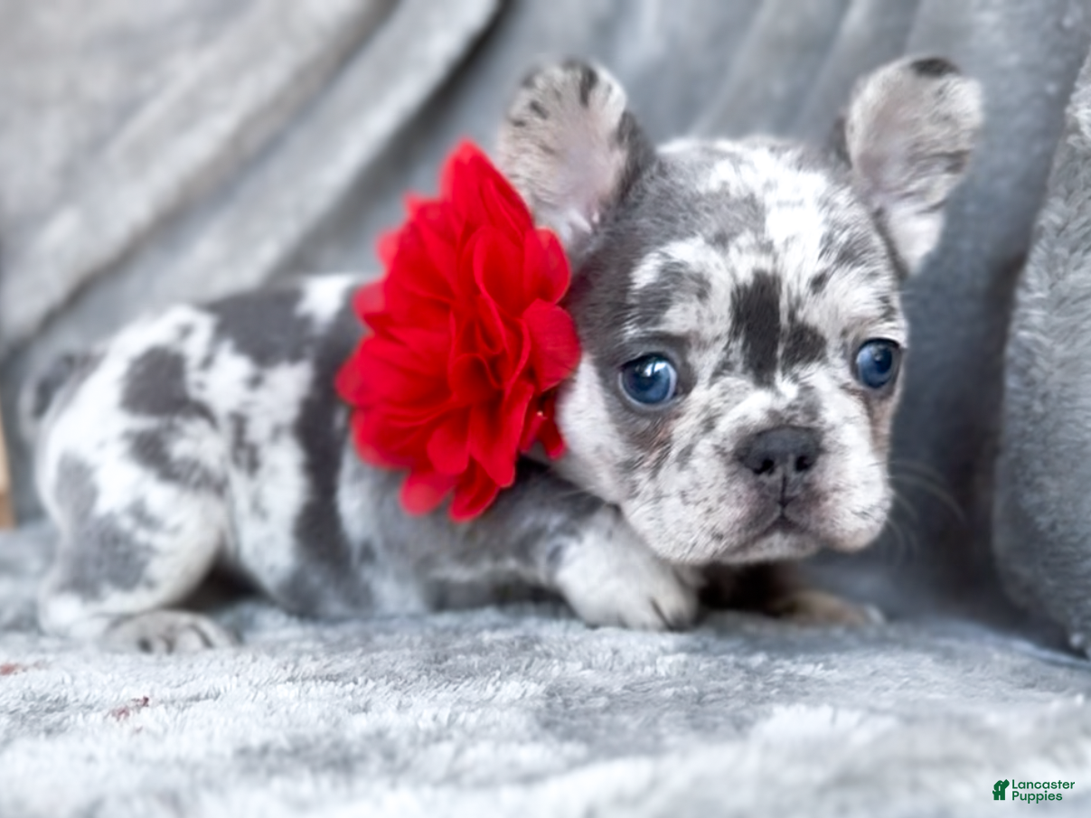 French Bulldog dogs Cherry AKC frenchie puppy - Ad 2