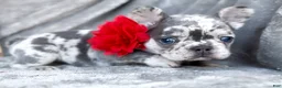 French Bulldog dogs for sale: Cherry AKC frenchie puppy - Ad 2