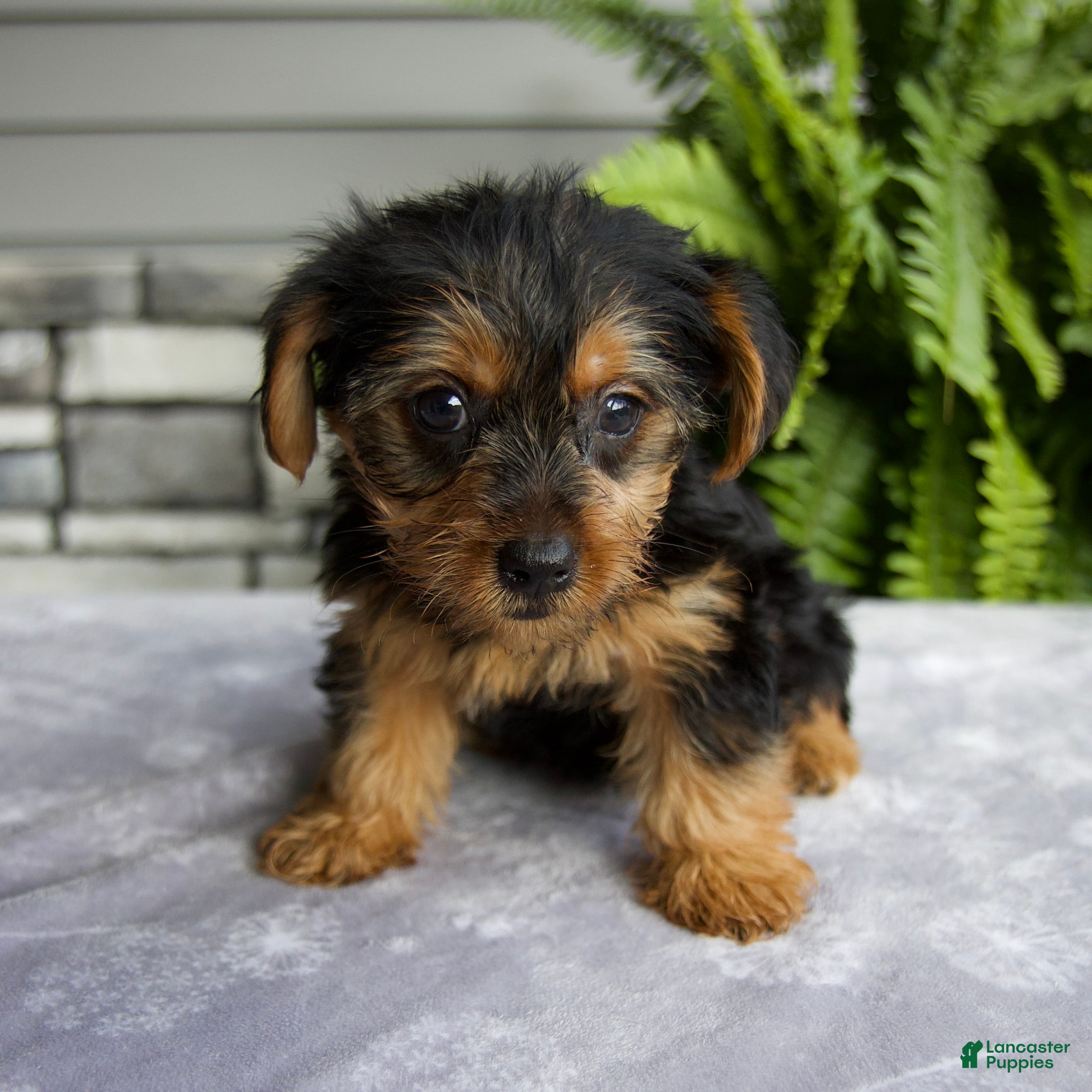 Yorkshire Terrier dogs Kona - Ad 1