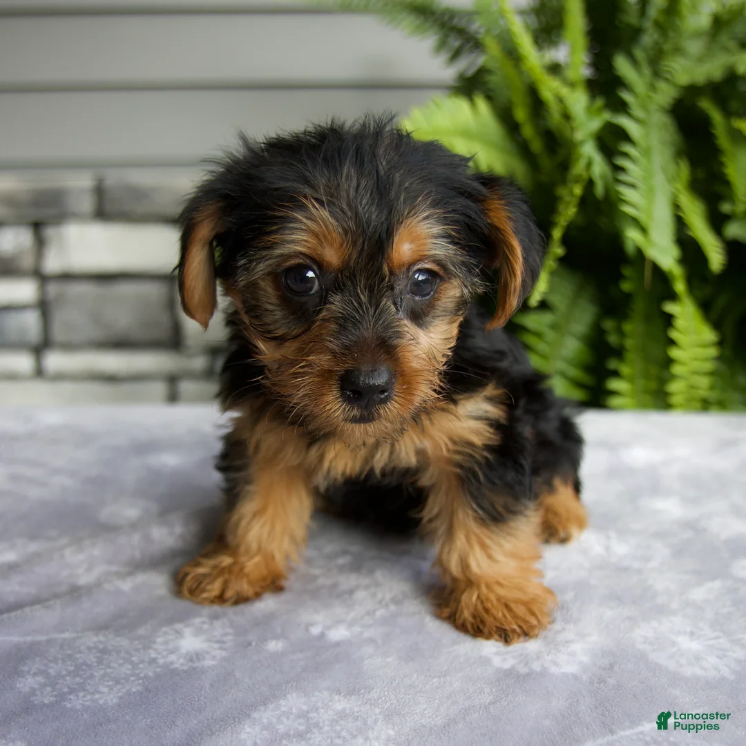 Yorkshire Terrier dogs for sale: Kona - Ad 1