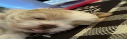 Shih Tzu dogs for sale: Shih Tzu 4 - Ad 4