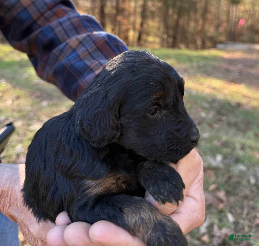 Goldendoodle dogs for sale: Goldendoodle Puppy 5 - Ad 4