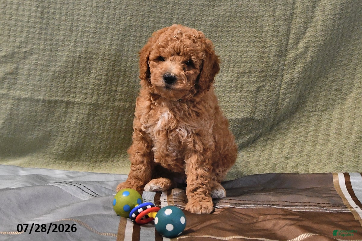 Goldendoodle dogs Becky - Ad 2