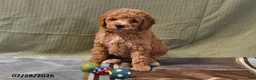 Goldendoodle dogs for sale: Becky - Ad 12