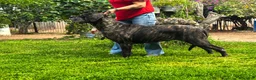 Cane Corso dogs for sale: Everest - Ad 4