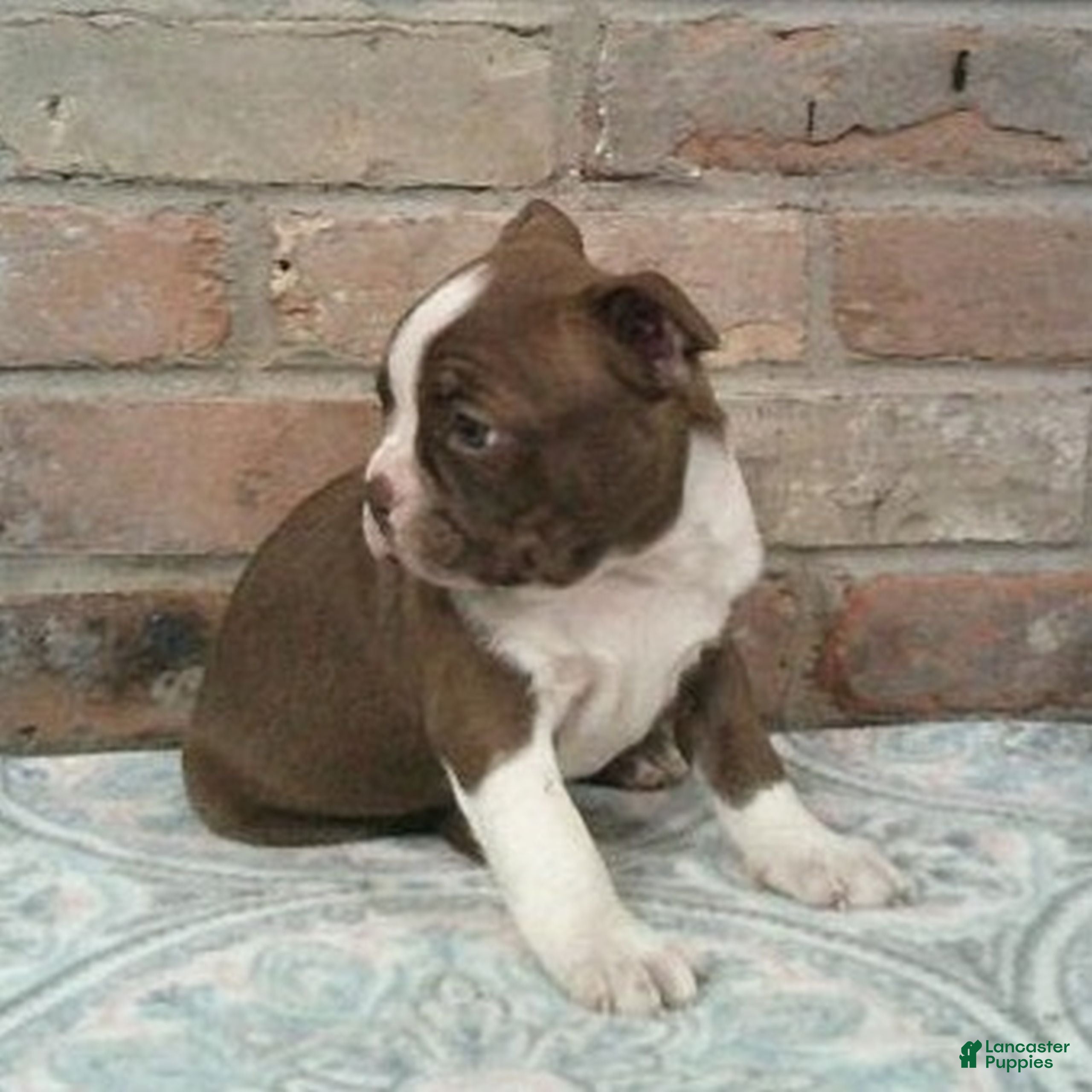 Boston Terrier dogs Connor  - Ad 2