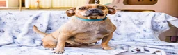 Puggle dogs for sale: Billy - Ad 6