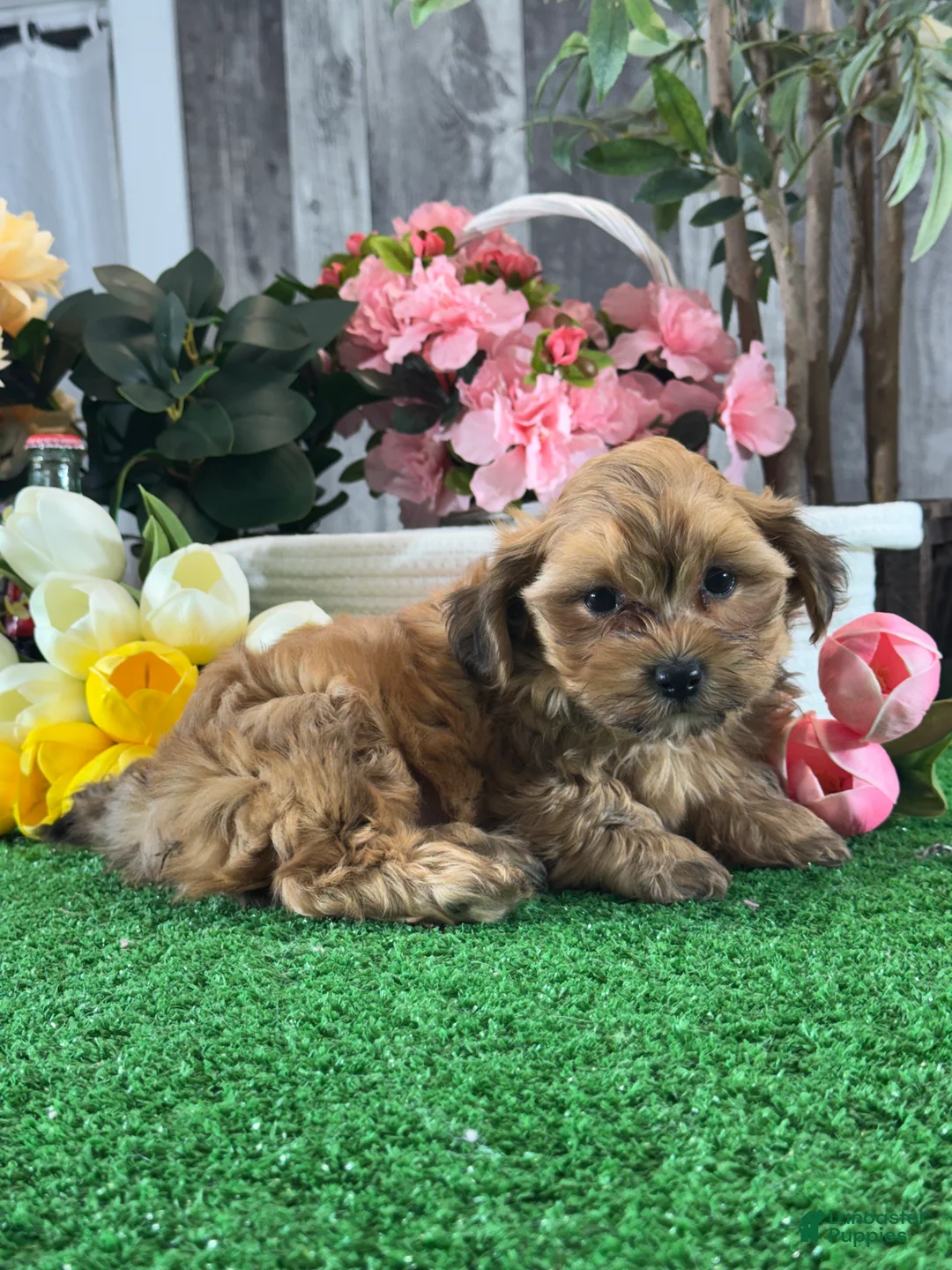 Lhasapoo dogs for sale: Alex  - Ad 2