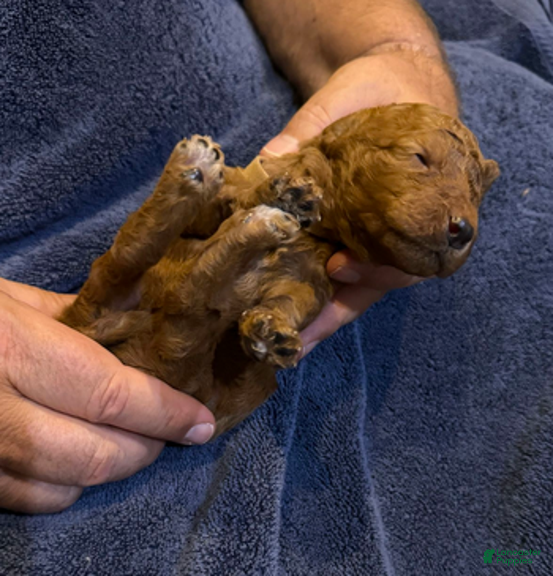 Goldendoodle dogs for sale: H25 Male Brown Collar - Ad 3