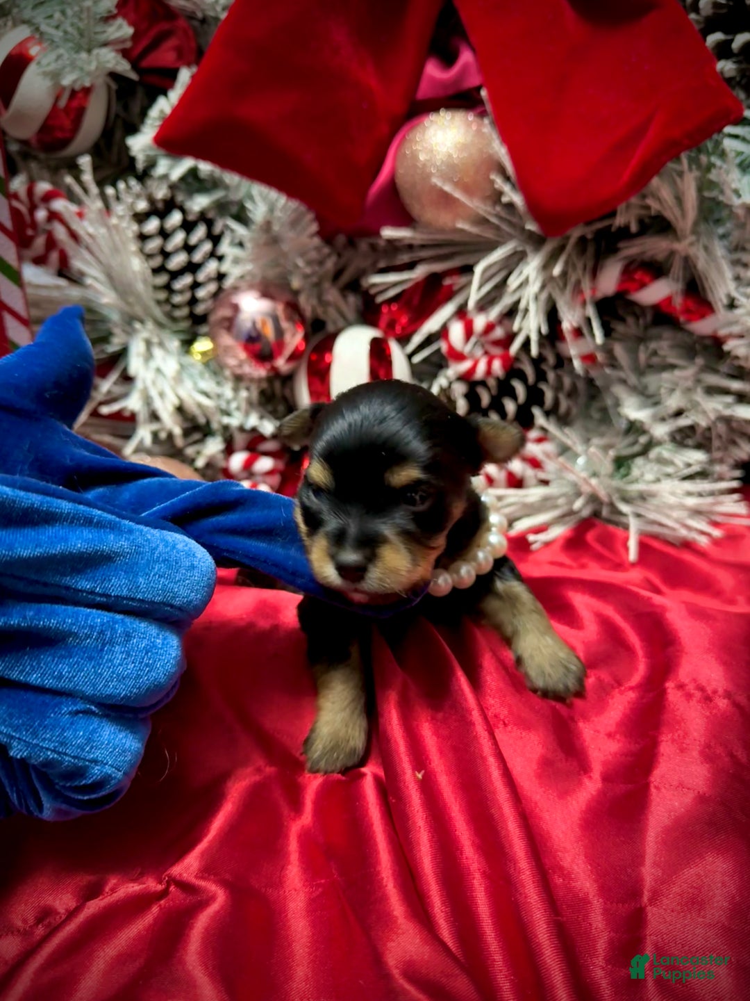 Yorkshire Terrier dogs for sale: Primavera - Ad 9