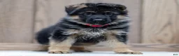 German Shepherd dogs for sale: Zinnia - Ad 5