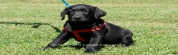 Labrador Retriever dogs for sale: Ethan - Ad 4