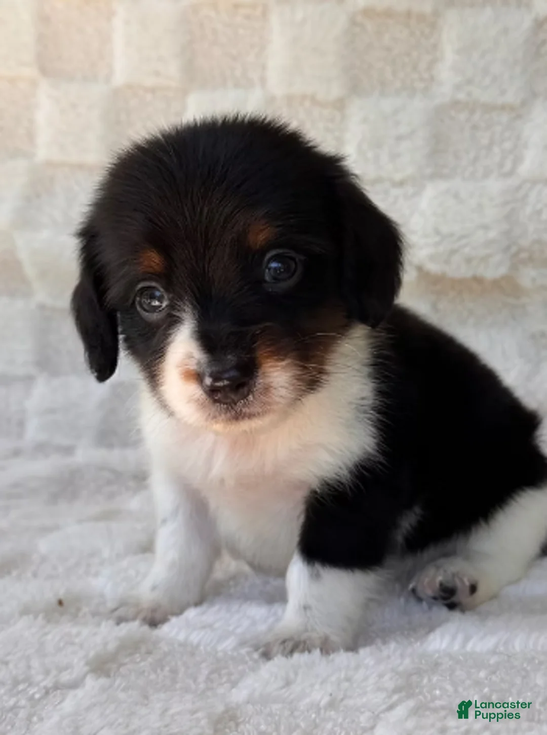 Dachshund dogs for sale: Dachshund Puppy 1 - Ad 2