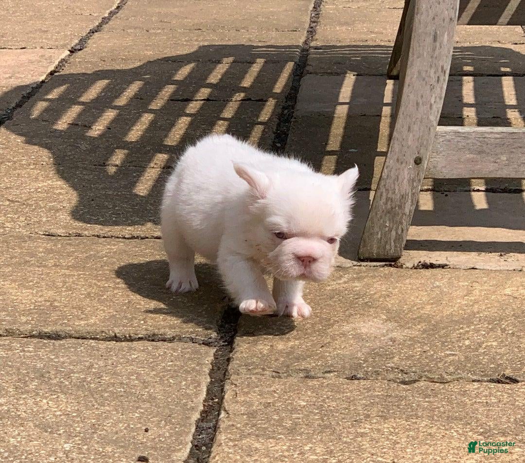 French Bulldog dogs for sale: Lorenzo - Ad 5