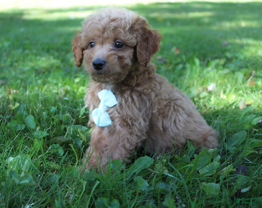 Mini Goldendoodle dogs for sale: Dante 💎 - Ad 2