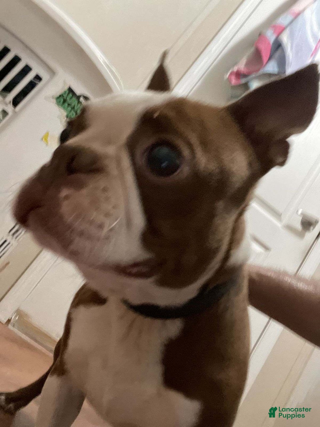 Mixed Breed dogs for sale: Hershey - Ad 3