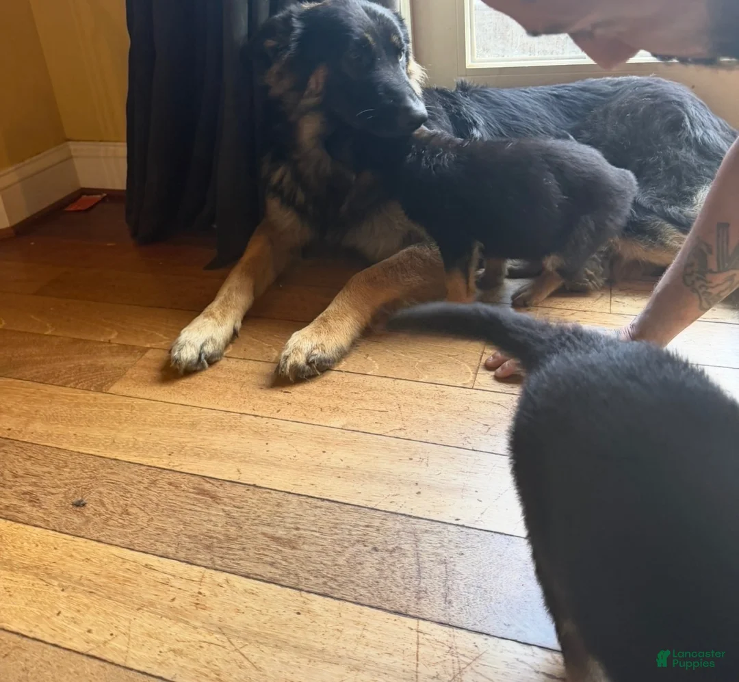 German Shepherd dogs for stud: Keystone Shepherds Long Hair Stud - Ad 1