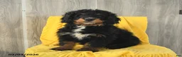 Mini Bernedoodle dogs for sale: Biscuit - Ad 1