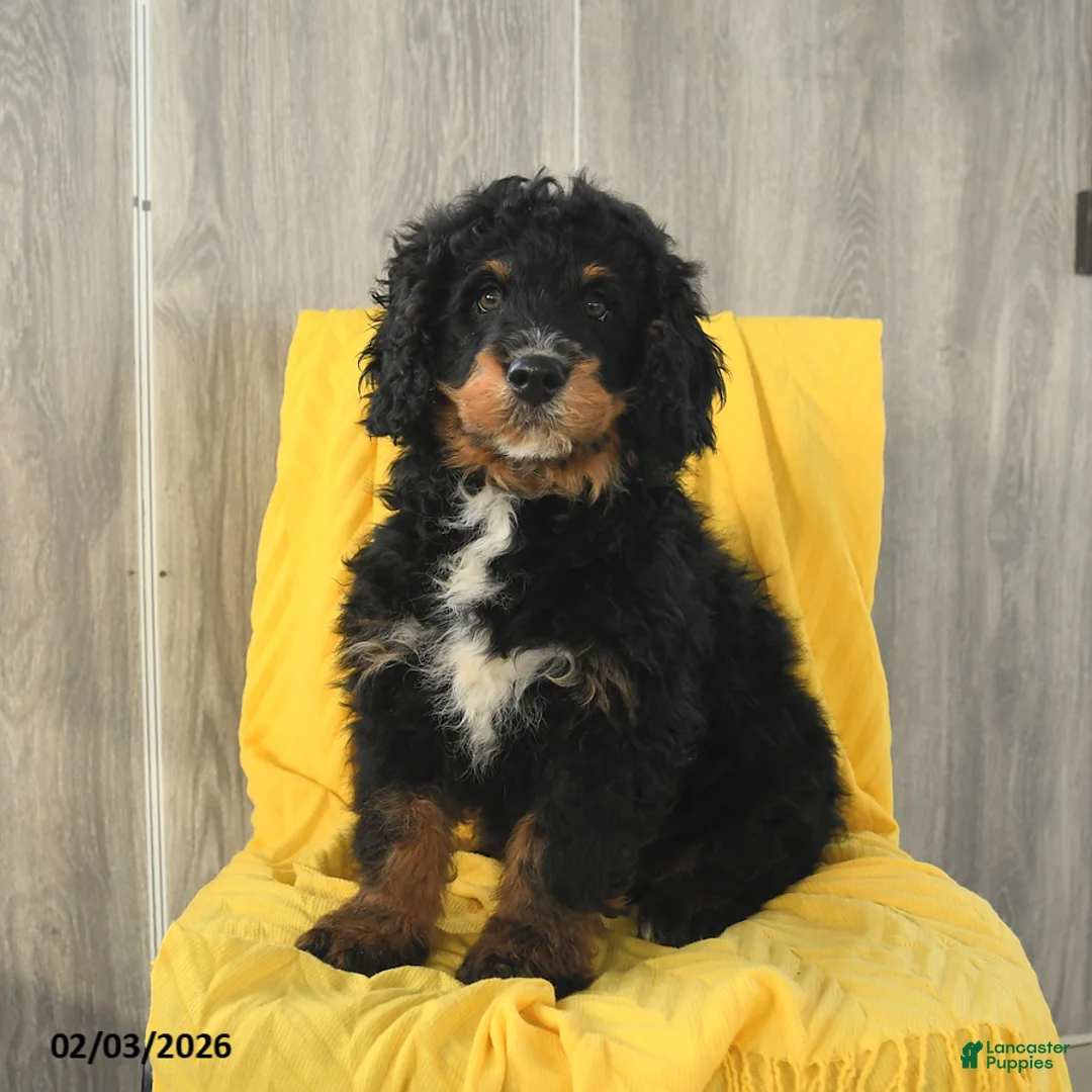 Mini Bernedoodle dogs for sale: Biscuit - Ad 1