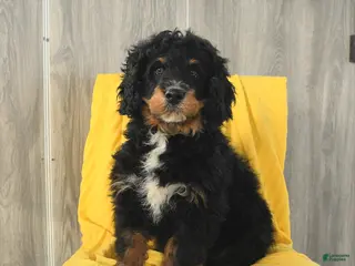 Mini Bernedoodle dogs Biscuit - Ad 8