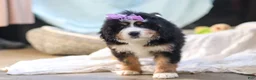 Mini Bernedoodle dogs for sale: Chloe - Ad 6