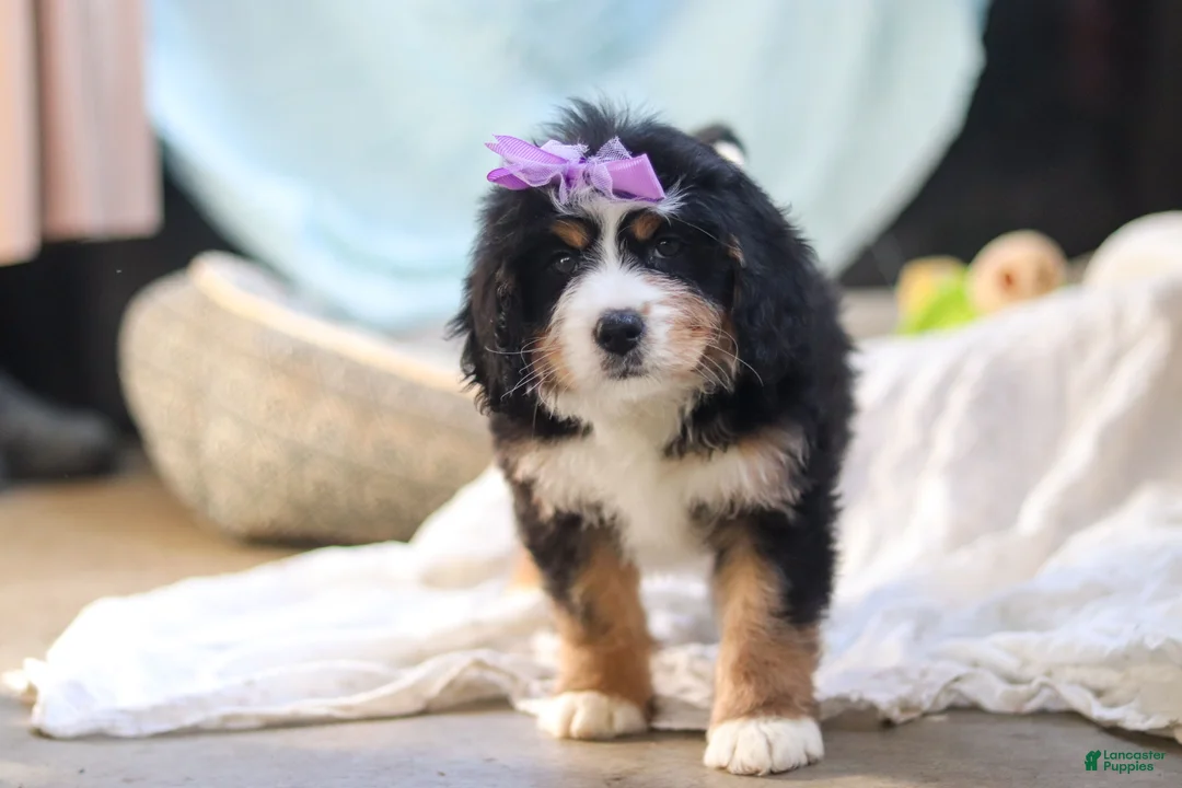 Mini Bernedoodle dogs for sale: Chloe - Ad 6