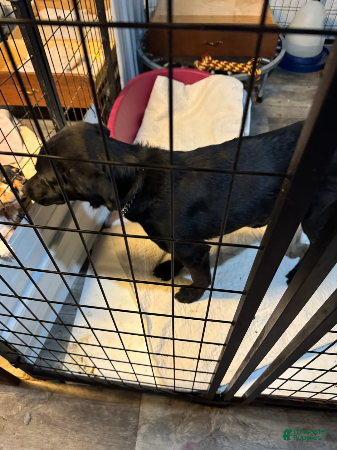 Labrador Retriever dogs for sale: Labrador Retriever Puppy 1 - Ad 4