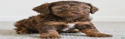 Cockapoo dogs for sale: Daisy - Ad 6