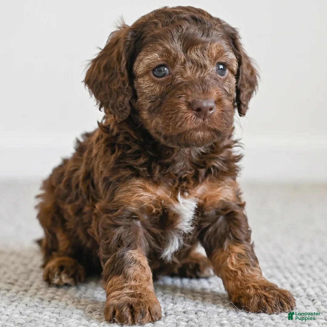 Cockapoo dogs for sale: Daisy - Ad 6
