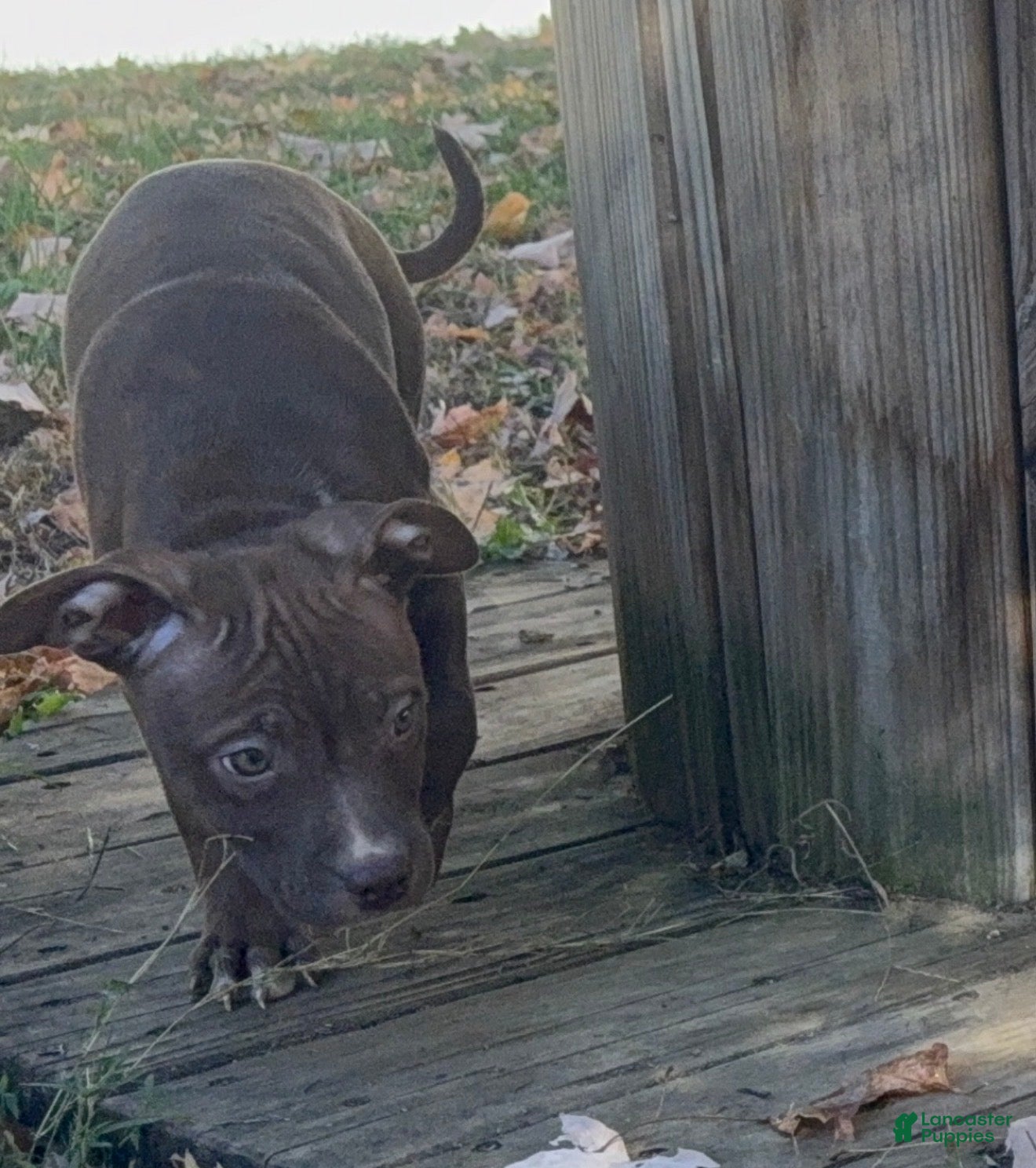 American Bully dogs for sale: American Bully 8 - Ad 29